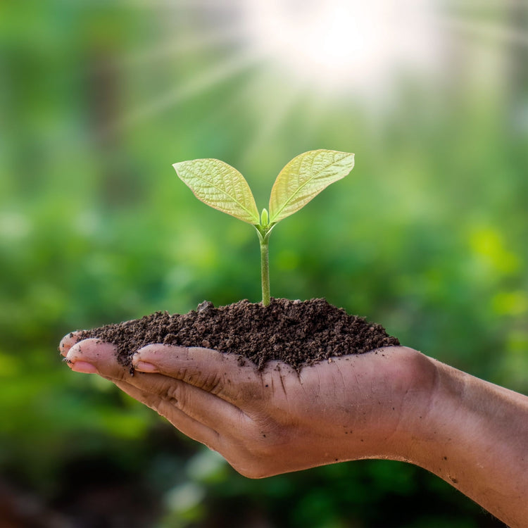 Eco-Friendly - Kicks For Gents